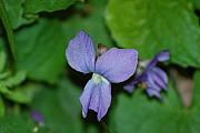 David Lane - Violet