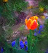 David Lane - A tulip stands alone