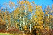 David Lane - Autumn woodlot