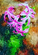 David Lane - Candy Striped Hyacinth 