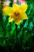 David Lane - Daffy Dill