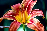 David Lane - Day lilly