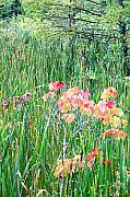 David Lane - Early fall color