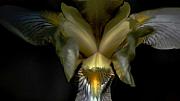 David Lane - Iris two