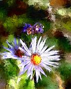 David Lane - Last rose of summer
