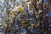 David Lane - Nature abstract