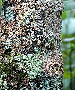 David Lane - Nature Painted tree bark