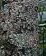 David Lane - Painted Treebark Woodcut