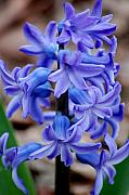 David Lane - Purple Hyacinth