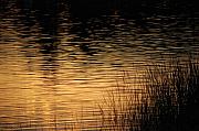 David Lane - Reflection On A Sunset