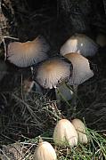 David Lane - Shrooms 1