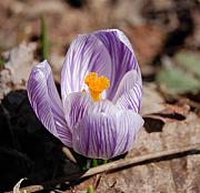 David Lane - Striped Crocus