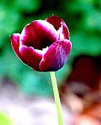 David Lane - Tulip me 