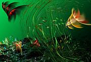 David Lane - Underwater Wonderland  Diving the reef series.