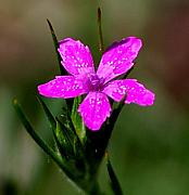 David Lane - Wild Pink