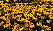 David Lane - Yellow is the color of .....